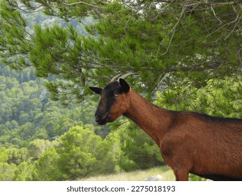Cabra en Mallorca, Cabra Mallorquina (Capra aegagrus sp.)