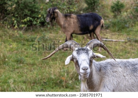 goat in the meadow, image shows a wild billy or male goat looking at the camera with a female doe or nanny goat behind in a forest in germany, taken october 2023