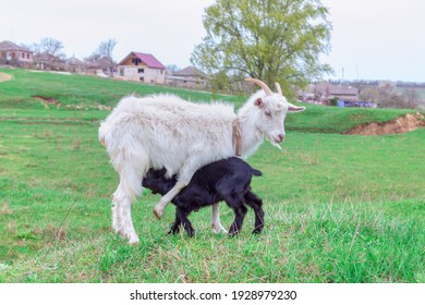 Goat Mother Breastfeeding A Lamb . Mother And Baby Domestic Animals 