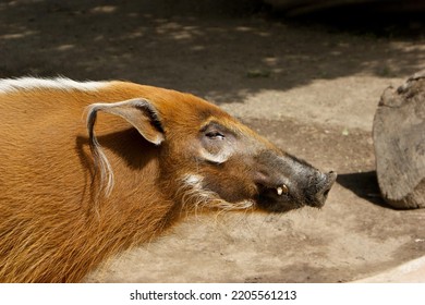 Goat Mountain Goat Goat-antelope Fawn Horn Terrestrial Animal