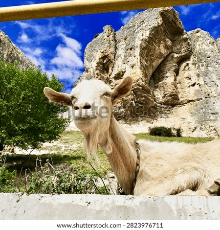 Goat in the mountains looking somewhere 