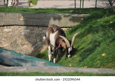 Goat Mowing Grass Images Stock Photos Vectors Shutterstock