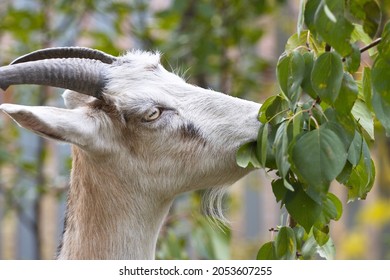 11 417 Goat eating leaves Images Stock Photos Vectors Shutterstock 11 417 Goat eating leaves Images Stock Photos Vectors Shutterstock