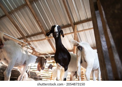 Goat On Family Farm . Portrait Of A Goat On A Farm In The Village. Beautiful Goat Posing.