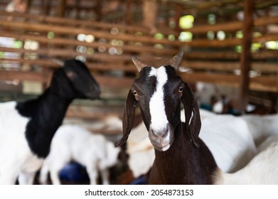 Goat On Family Farm . Portrait Of A Goat On A Farm In The Village. Beautiful Goat Posing.