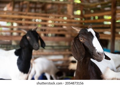 Goat On Family Farm . Portrait Of A Goat On A Farm In The Village. Beautiful Goat Posing.