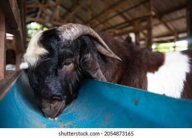 Goat On Family Farm . Portrait Of A Goat On A Farm In The Village. Beautiful Goat Posing.