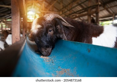 Goat On Family Farm . Portrait Of A Goat On A Farm In The Village. Beautiful Goat Posing.