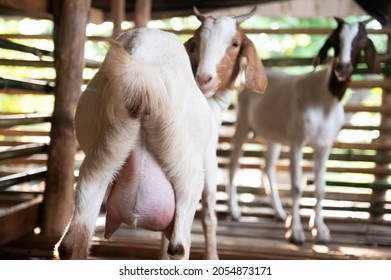 Goat On Family Farm . Portrait Of A Goat On A Farm In The Village. Beautiful Goat Posing.