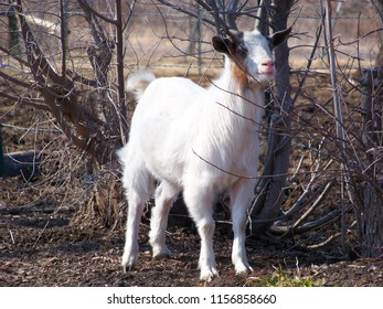 Goat on the farm.