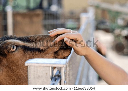 Similar – Little baby cow feeding from milk bottle.