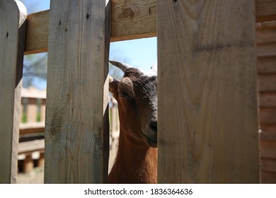 Goat on the farm in nature - Shutterstock ID 1836364636