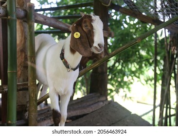 Goat on the farm, Young Goat on the farm.