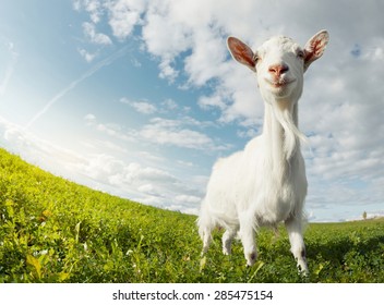 Goat Farm Images, Stock Photos & Vectors | Shutterstock