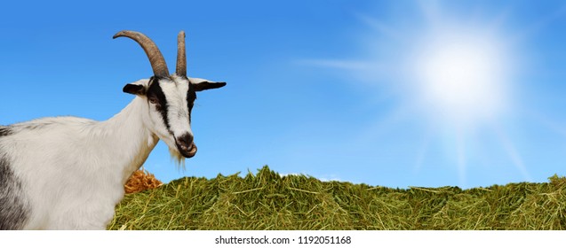 Goat On Natural Landscape Background Stock Photo 1192051168 | Shutterstock