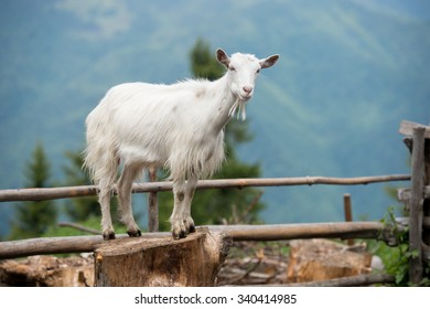 山羊图片 库存照片和矢量图 Shutterstock