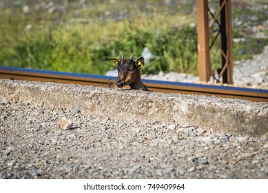 Goat On A Railroad Station Near Podgorica International Airport In Montenegro