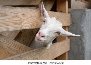 Goat on a rural farm close-up. A funny interested white goat without a horn peeks out through a wooden fence. The concept of farming and animal husbandry. Agriculture and production of dairy products.
