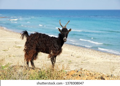 Goat On Socotra Island, Yemen