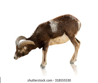 Goat On White Background