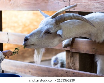 A goat peeks out from behind the fence. Horned goat