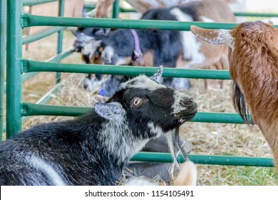 90 4h show animals Images, Stock Photos & Vectors | Shutterstock