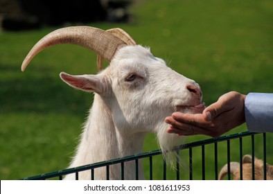 Goat At Petting Zoo Being Fed By Hand