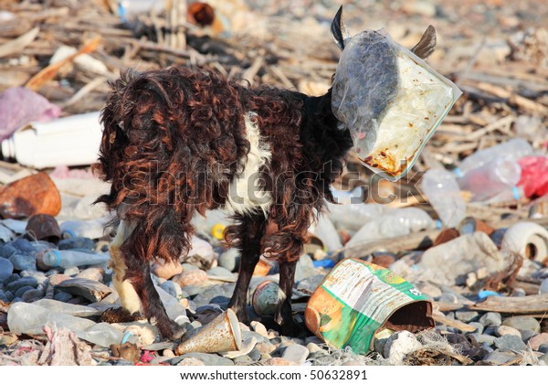 Goat Plastic Bag On Head Manmade Stock Photo (Edit Now) 50632891