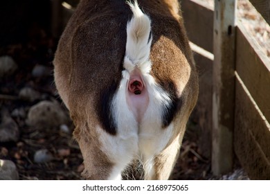 A goat pooping. A farming animal crapping fecal matter. Going number two. A goat's ass. Anus discharge. Taking a crap. Taking a shit. A mammal's but. Fanny defecation. Dung. Waste. Excrement. Bum.