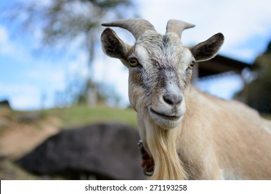 Goat Portrait