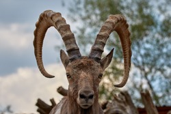 Portrait Of A Ram, an Animal Photo by Bryantswildlifeimage