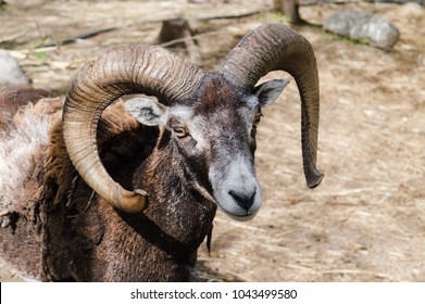 153 Alpha goat Images, Stock Photos & Vectors | Shutterstock