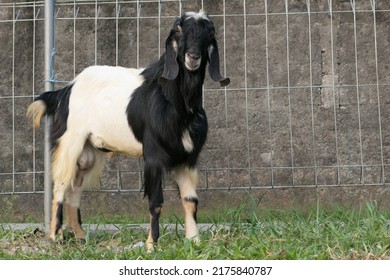 A Goat Prepared For A Muslim Religious Event On The Day Of Eid Hajj