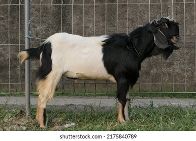 A Goat Prepared For A Muslim Religious Event On The Day Of Eid Hajj