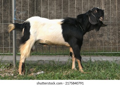 A Goat Prepared For A Muslim Religious Event On The Day Of Eid Hajj