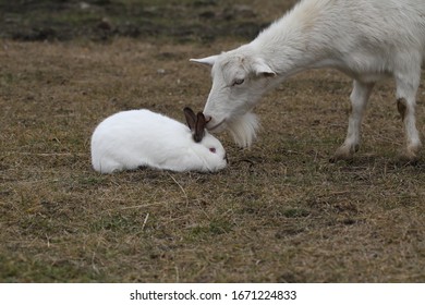 Goat and rabbit. White goat plays with a rabbit in the farm yard
 - Shutterstock ID 1671224833