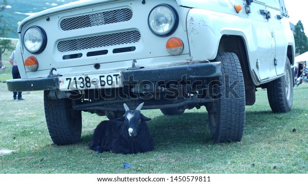 Goat resting under Russian car\
