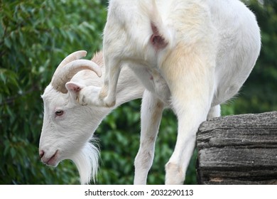 Goat Scratching Head With Feet With Butt Facing Camera