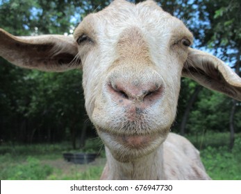 168 Goat selfie Images, Stock Photos & Vectors | Shutterstock