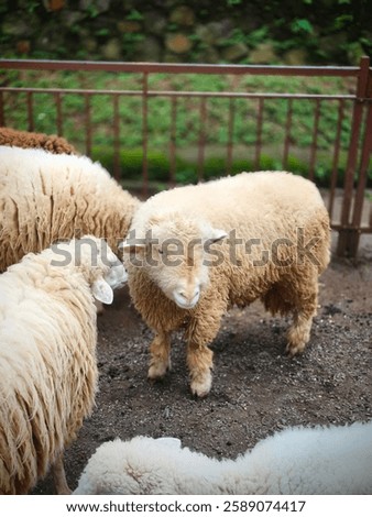 Goat, Sheep, animal, nature, ecosystem 