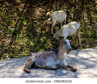 Goat Sitting Down With His Eyes Closed And Laughing, With Two Other Goats Behind Him Eating Unhindered, Near The Village Sheepfold