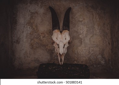 Goat Skull