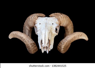 Goat Skull Horns Isolated On Black Stock Photo 1382441525 | Shutterstock