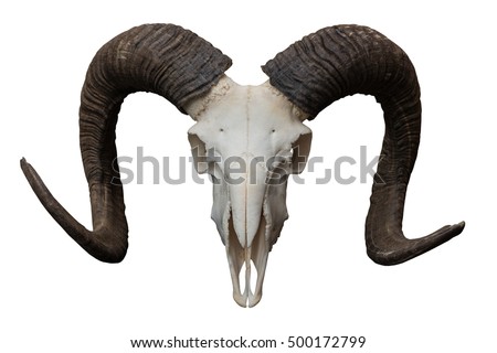 Goat skull isolated on the white background