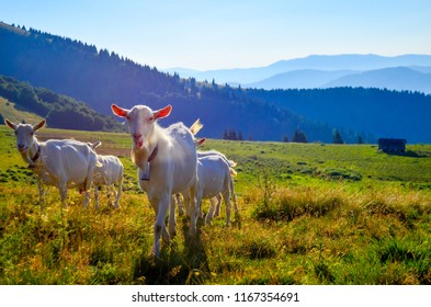 Goat in Slovakia Mountains