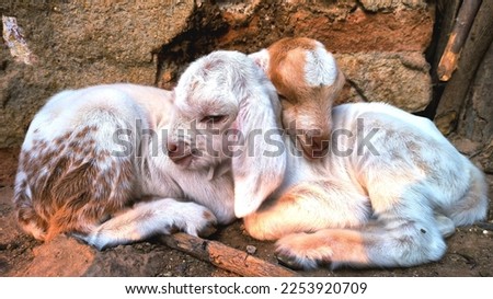 Goat small beb Natural photo Foto stock © 