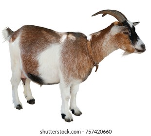 She-goat Images, Stock Photos & Vectors | Shutterstock