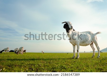 goat standing on meadow in evening time,summer,mammal in nature,blue sky,country side