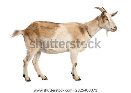  a goat standing on a plain background. It has a light brown coat with a white underbelly and face.