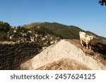 Goat that has climbed on one of the remaining roofs of the abandoned village of Kayaköy to eat, near Fethiye, Turkey 2022